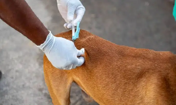 BALSAS REALIZA DIA D DE VACINAÇÃO ANTIRRÁBICA PARA CÃES E GATOS NESTE SÁBADO (17)