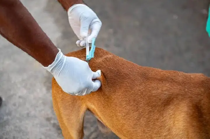 BALSAS REALIZA DIA D DE VACINAÇÃO ANTIRRÁBICA PARA CÃES E GATOS NESTE SÁBADO (17)
