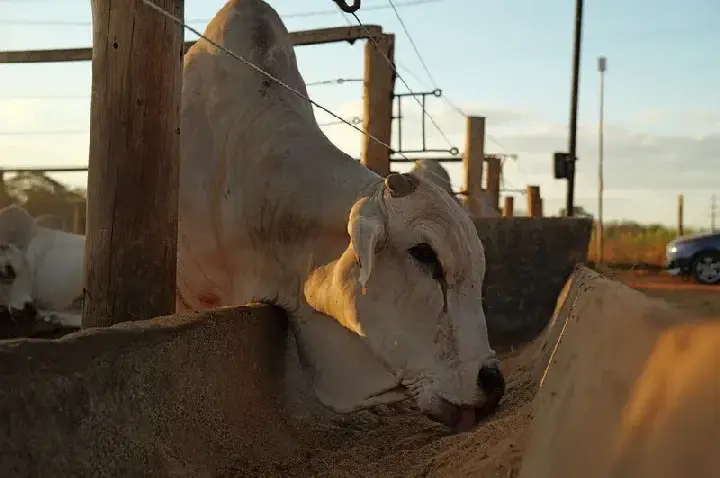 Biocombustíveis podem ampliar vantagem do Brasil na produção de carnes, aponta estudo