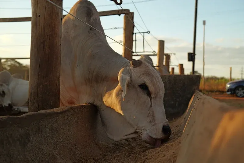 Biocombustíveis podem ampliar vantagem do Brasil na produção de carnes, aponta estudo