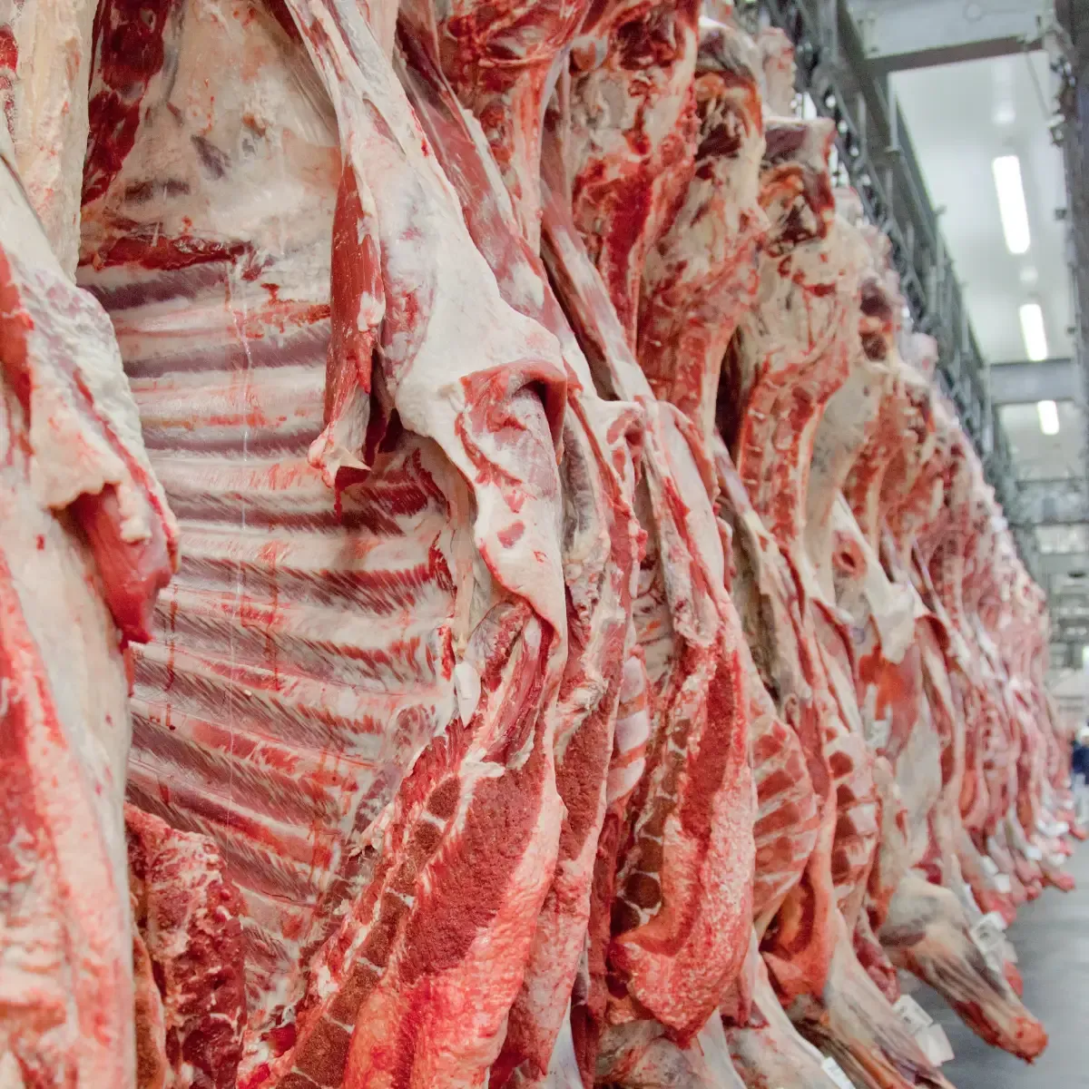 EXPORTAÇÕES DE CARNE BOVINA PARA A CHINA DESPENCAM E EUA ASSUMEM LIDERANÇA EM AGOSTO